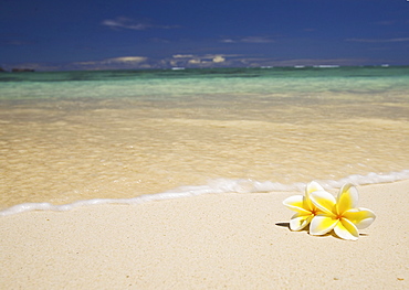 Hawaii, Oahu, Lanikai Beach, two plumerias resting on the sand of a gorgeous tropical beach.