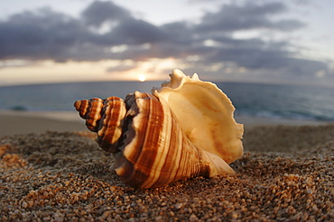 Hawaii, Oahu, North Shore, seashell laying in the sand with sun setting behind it.