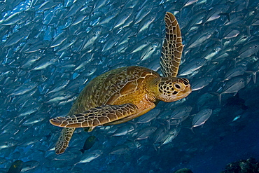 Malaysia, Mabul Island, Green Sea Turtle (Chelonia mydas) swimming with schooling jacks