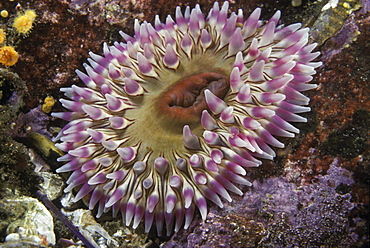 Canada, British Columbia, Stubby rose anemone (Urticina coriacea)