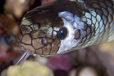 Indonesia, Banda Sea, Olive sea snake, close-up of head .