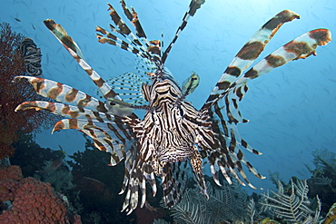 Indonesia, Lionfish (pterois volitans) floating peacefully above the reef.