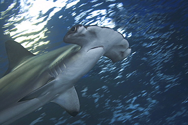 Hawaii, Front half of scalloped hammerhead shark (Sphyrna lewini)