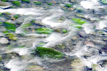 Hawaii, Big Island, Hamakua Coast, Waipio Valley, stream rushing over mossy rocks.