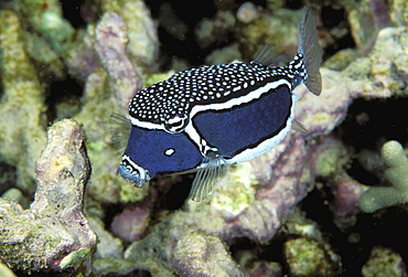 Hawaii, female Whitley's boxfish (Ostracion whitleyi) swimming over coral reef