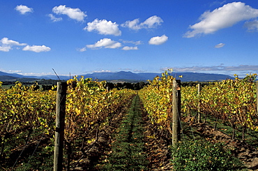 Australia, Victoria, Yarra Chandon Wine Fields, Vineyard rows, blue sky.