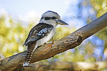 Australia, Kookaburra perched on a tree branch