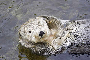 California, Monterey Bay, Sea Otter (Ehydra Lutris) floating on his back in water