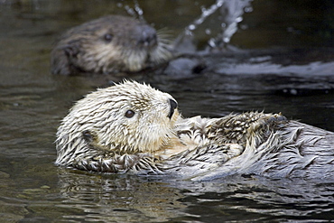 California, Monterey Bay, Sea Otters (Ehydra Lutris) Swimming on their backs, adult and juvenile