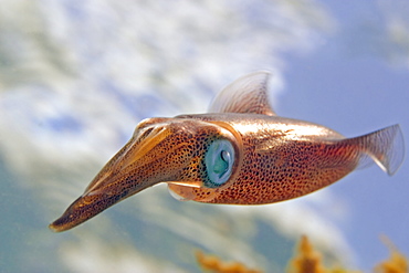 Hawaii, Oval squid (sepioteuthis lessoniana) swimming forward.