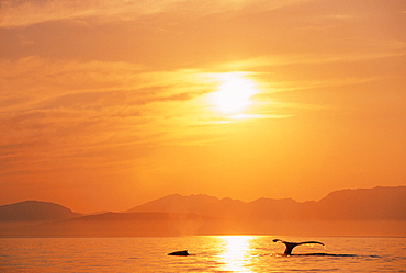 Alaska, Inside Passage, Tongass National Forest, Fluke of a humpback whale at sunset.