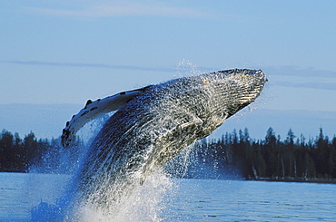 Alaska, Inside Passage, Tongass National Forest, humpback whale breaching.