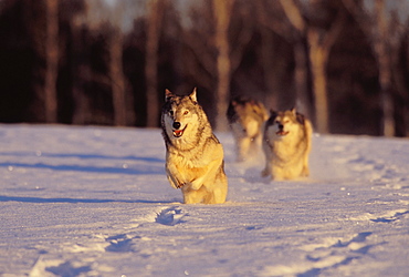 Alaska, Gray wolves charging through deep winter snow.