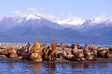 Alaska, Lynn Canal, Coast Range, Sea lions resting on haulout.