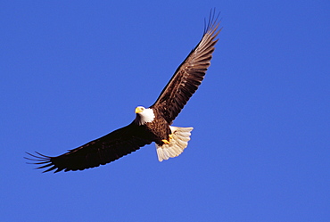 Alaska, Tongass National Forest, Inside Passage, Bald Eagle flying in blue sky.