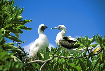 Kiribati, Kiritimati (Christmas Island), Red footed Boobie and chick in tree.