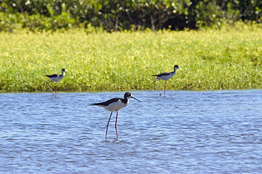 Hawaii, Molokai, Three Hawaiian Stilts (Himantopus mexicanus knudseni) wading in a pond.