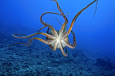 Hawaii, Day octopus (Octopus cyanea) the underside of an eight armed cephalopod.