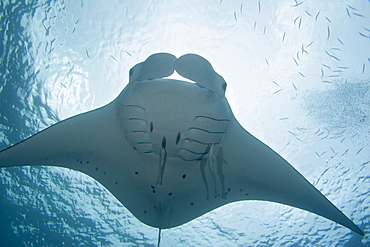 Micronesia, Palau, Manta ray (Manta birostris) with remora.