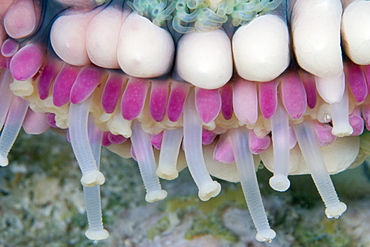 Indonesia, Tube feet of a seastar/starfish (echinaster callosus).