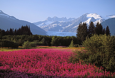 Alaska, Juneau, Mendenhall Valley, Tongass National Forest, field of fireweed.