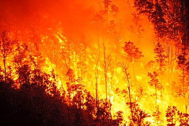 Hawaii, Big Island, Kilauea Volcano, Lava flow burning Ohia forest near Pu'u O'o vent