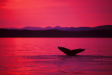 Alaska, Frederick Sound, Inside Passage, Humpback Whale (Megaptera novaeangliae) fluke at sunset