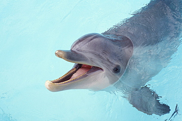 Bottle Nose Dolphin, head out of water in captivity