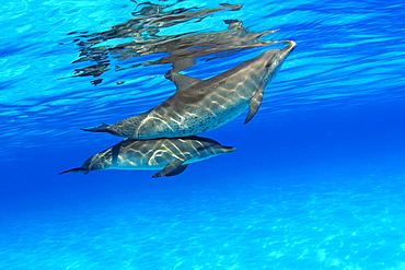 Caribbean, Bahamas, Bahama Bank, two Atlantic Spotted Dolphin, Stenella plagiodon