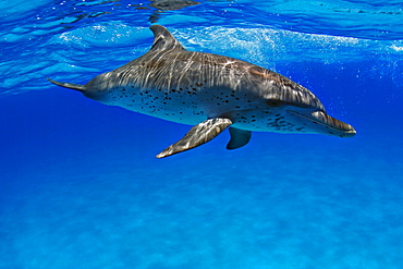 Atlantic Spotted Dolphin, Stenella plagiodon