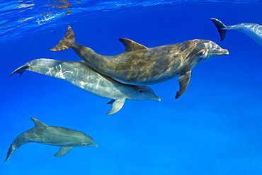 Atlantic Bottlenose Dolphin, (Tursiops truncatus)