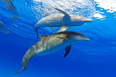 Two Atlantic Bottlenose Dolphin, (Tursiops truncatus)