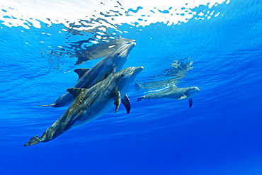 Three Atlantic Bottlenose Dolphin, Tursiops truncatus