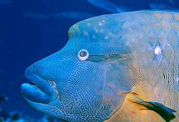 Micronesia, Napoleon wrasse (Cheilinus undulatus) head close-up