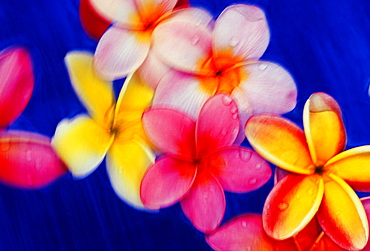 Studio shot of yellow and pink plumeria flowers in motion, blue background