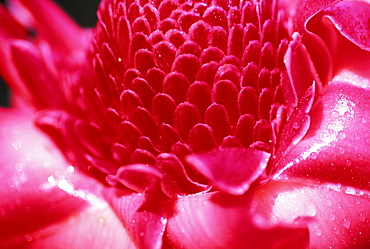 Hawaii, Maui, Extreme close-up of pink torch ginger blossom, shiny and wet with dew, detail