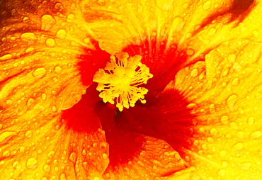 Hawaii, Maui, Extreme close-up yellow hibiscus blossom with red center, water droplets