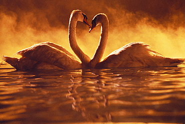 Pair of African swans swimming toward each other, misty romantic