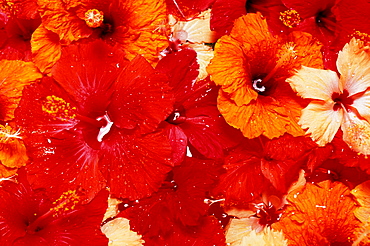 Close-up of red, yellow, orange tropical hibiscus flowers in water