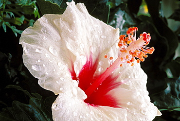 New Jersey, Somers Point, white hibiscus with red center covered in dew