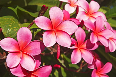 Hawaii, Maui, Pink plumerias.