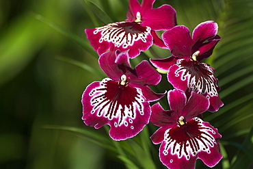 Close-up of bright purple and white orchid