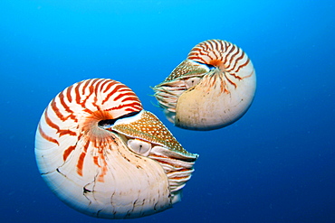 Palau, Pair of nautilus shells. [For use up to 13x20 only]