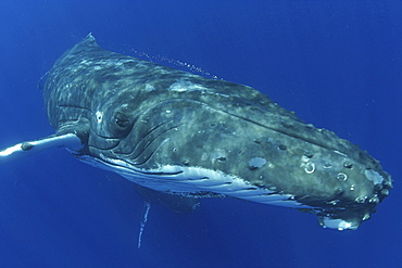 Hawaii, Humpback Whale (Megaptera novaeangliae), [For use up to 13x20 only]