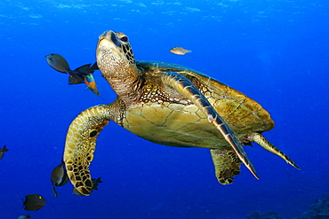 Hawaii, Green Sea Turtle cleaned by reef fish [For use up to 13x20 only]