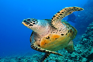 Hawaii, Big Island, Kona, Hawk's Bill turtle [For use up to 13x20 only]