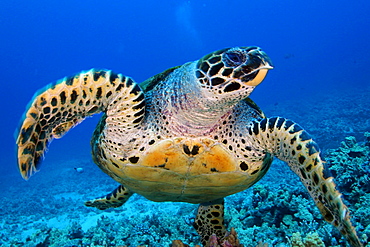 Hawaii, Big Island, Kona, Hawk's Bill turtle [For use up to 13x20 only]