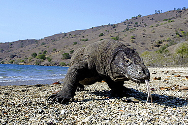 Indonesia, Komodo Dragon National Park, Komodo Dragon [For use up to 13x20 only]