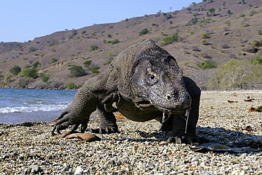 Indonesia, Komodo Dragon National Park, Komodo Dragon [For use up to 13x20 only]