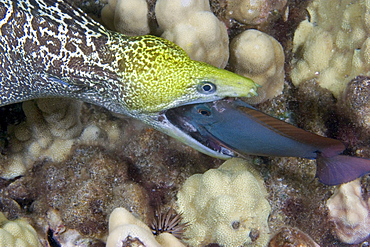 Hawaii, Undulated Moral Eel (Gymnothorax undulatus) feeding on a surgeonfish at night.